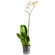 White Phalaenopsis orchid in a pot. Egypt